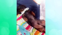 Best Dog Vines Greatest Hits Compilation / 30  Funny Dog Vines