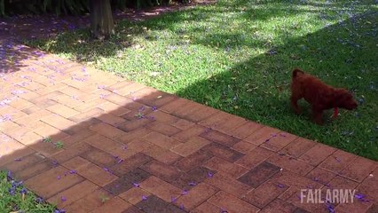 Funniest Animal Fails Compilation || FailArmy