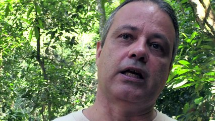 اعادة انواع من السعادين الى موطنها الطبيعي في ريو دي جانيرو