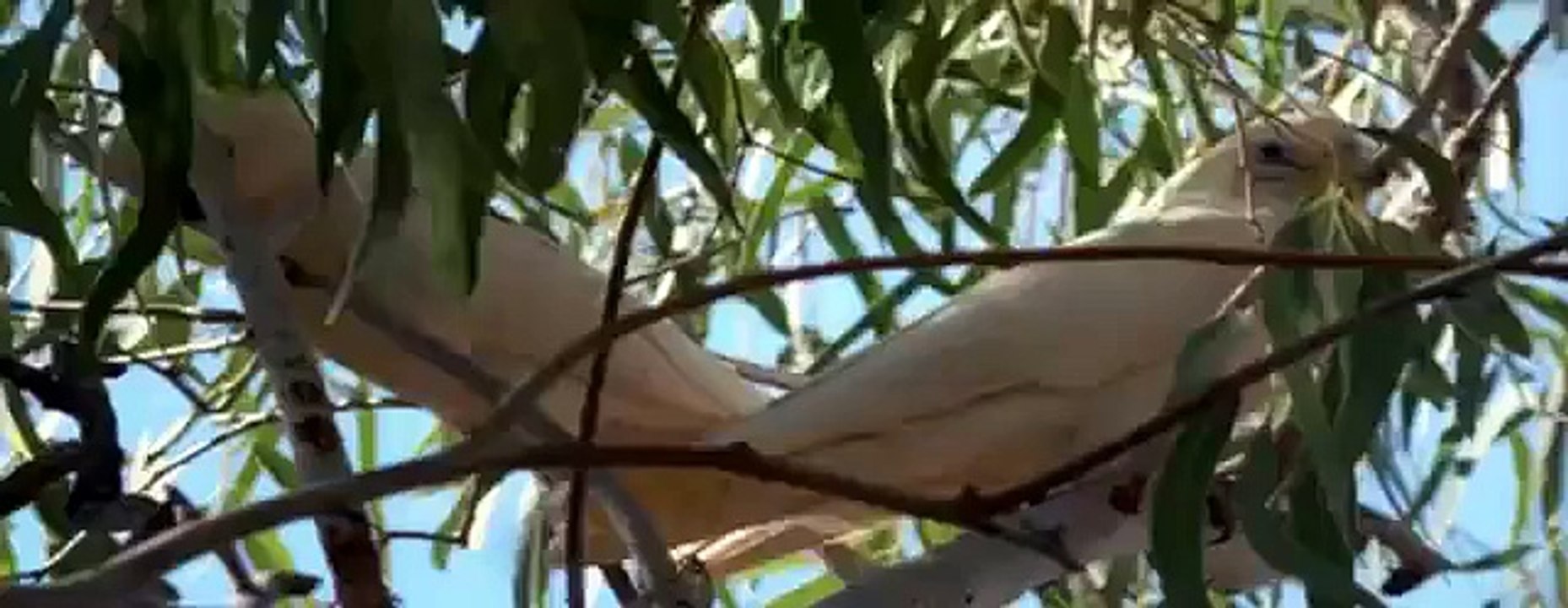 Budgie - My animal friends - Animals Documentary -Kids educational Videos