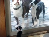 Mom & Dad Are Standing Outside. But Watch The Puppy’s Reaction…