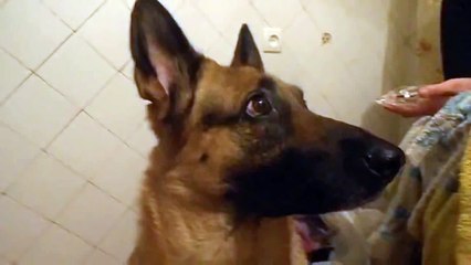 Оскал и улыбка: что скрывается за выражениями лица? 😃