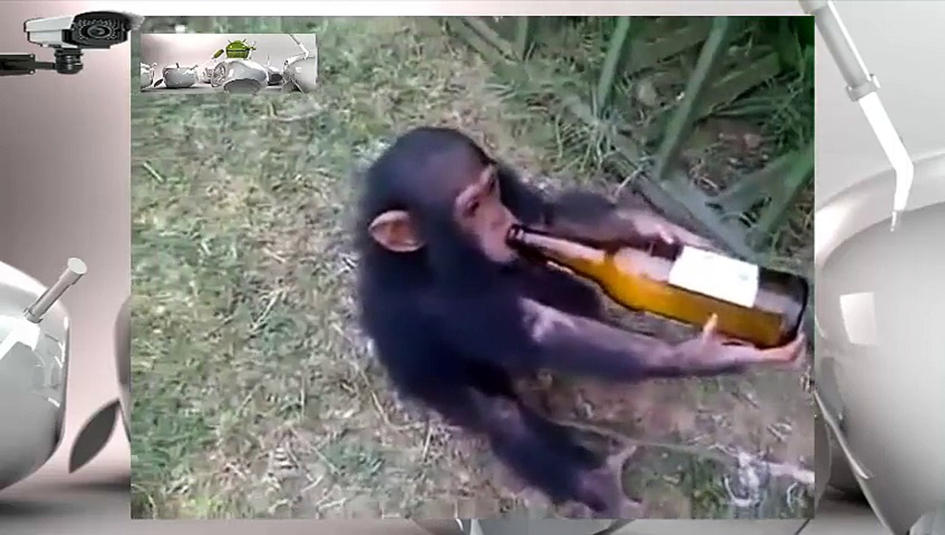 Ngakak,Simpanse Mabuk dan Nangis menjerit / Chimpanzees drunk and screaming Crying