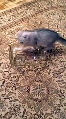 Funny Videos Compilation 2015  WhatsApp Videos Funny Indian Videos  Vine Compilation Part 239