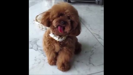 Hey regarde ce que je sais faire... Chien trop mignon