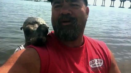 Cet homme a un nouveau copain : une loutre de mer trop mignonne