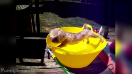 Dogs just dont want to bath - Funny Dog Bathing Compilation