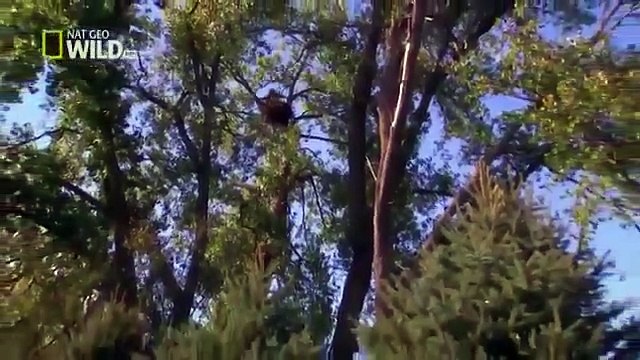 American Bald Eagle Hunting Attack [Nature Wildlife Documentary]