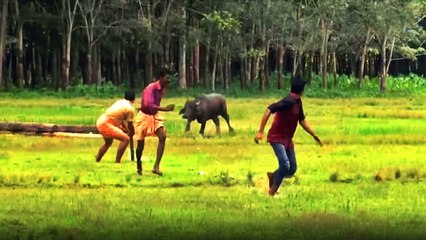 Boğa Kendini Yakalamaya Çalışan İnsanları Kovaladı