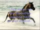 Citations et proverbes sur les chevaux