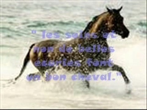 Citations et proverbes sur les chevaux