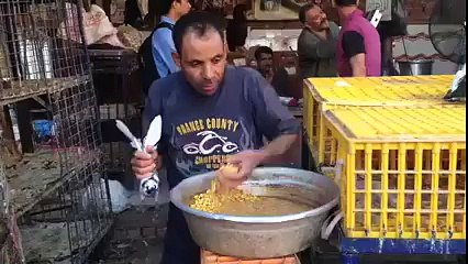 How You Can Give Feed To Your Pet Bird . So Funny & Strange Way