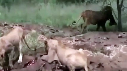 Africas Best Mother lion Tie Full Documentary 2015