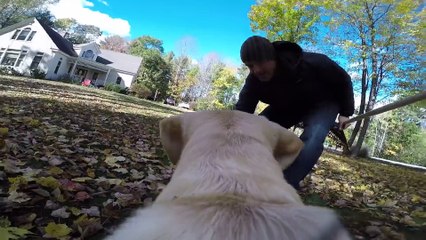 Ce chien adore les feuilles mortes! Vive l'automne