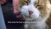 This Cat has the most cutest Purr Sound you've ever heard
