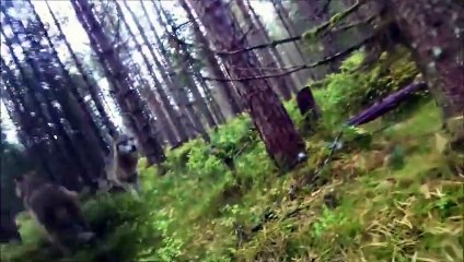 Un chien équipé d'une GoPro se fait attaquer par une meute de loups