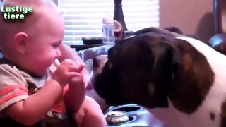 Chiens donnant baiser mignon les bébés 2014 [HD video]