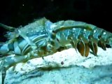 Lobster removing his shell is the most impressive Molt you've seen!