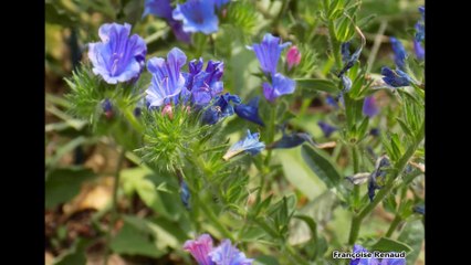 Les couleurs d'été de mon jardin.