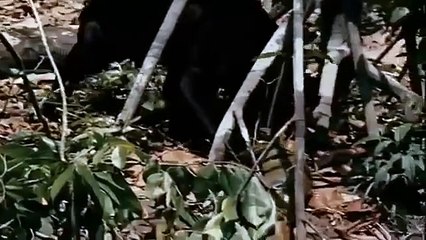 Deadliest war of Jaguar VS Python Snake