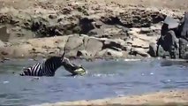 Crocodile Attack , Crocodile Eat Zebra