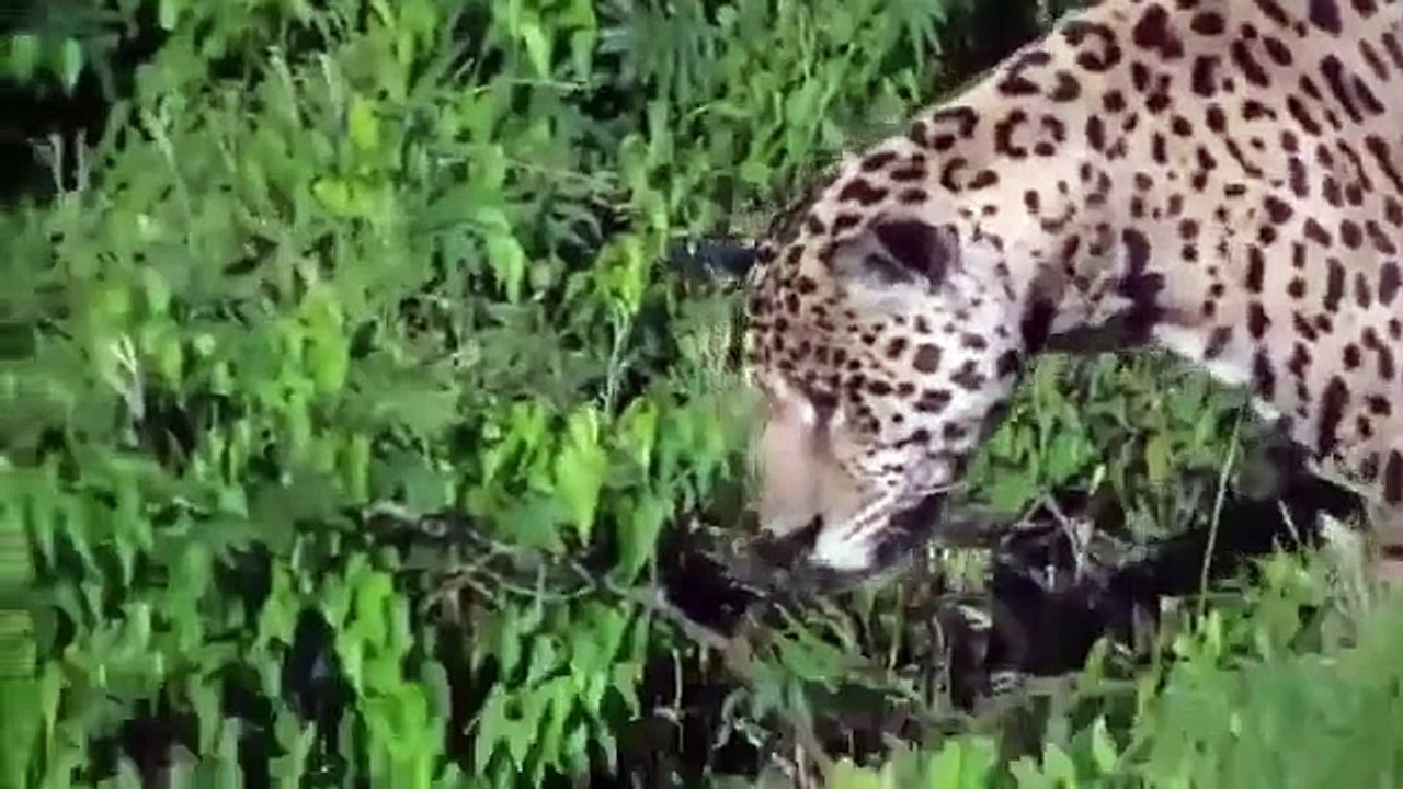 Jaguar Attacks Crocodile under the Water