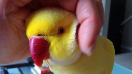Bowie Talks About Tickles