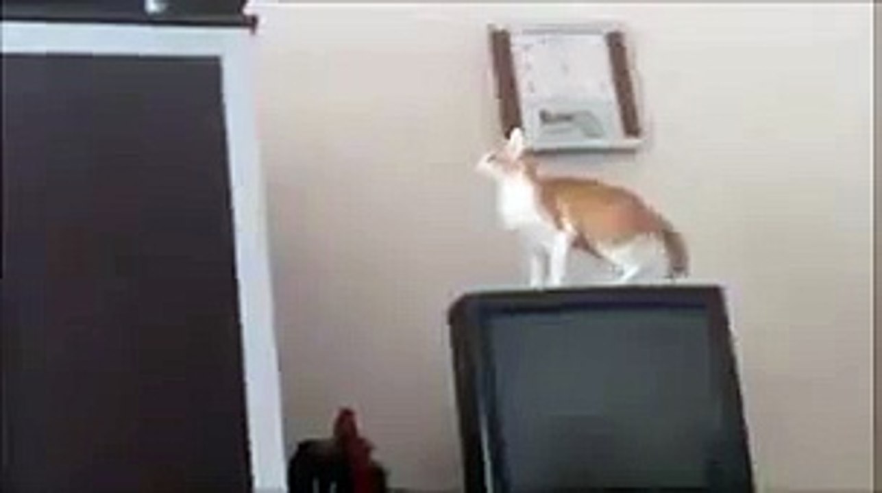 cat jump fail