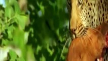 BIG CATS Deepest Secrets - Lions,Tigers & Ligers ( Animal Documentaries )