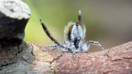 Peacock Spider