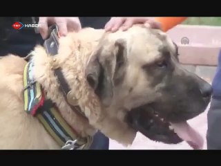 1,5 tonluk arabayı çeken Kangal köpeği