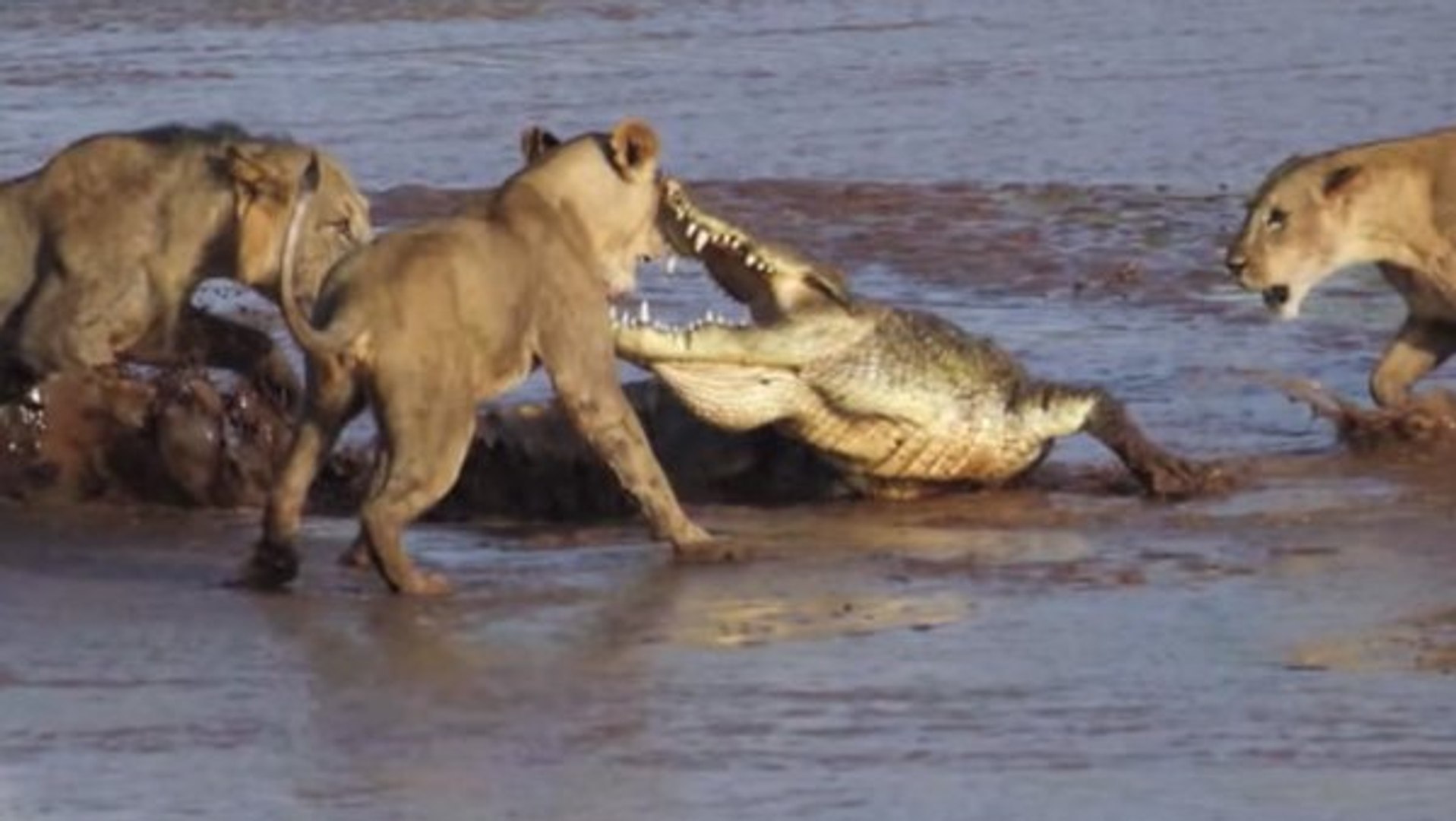 Documentary 2015 - CROCS and LIONS attack - Lion Documentary
