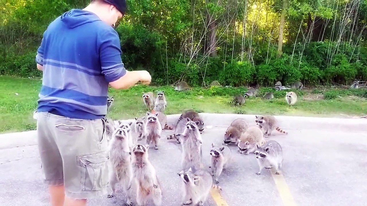 Raccoons going crazy for doritos!