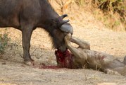 Lion Documentary - LIONS attack Buffaloes - Wild Nat Geo