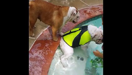 un bulldog croit que son frère va se noyer, il fait tout pour le sauver