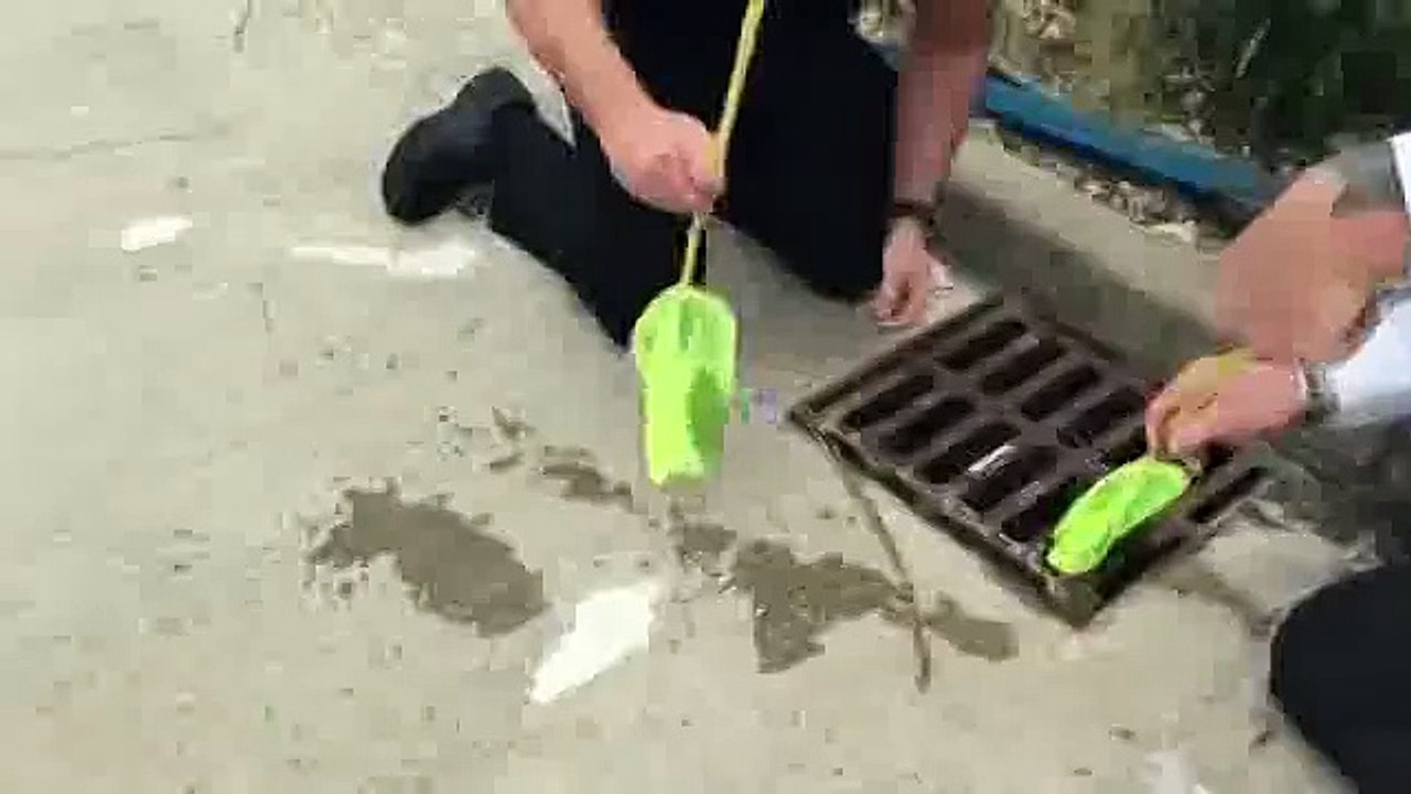 Beautiful Duck Babies Rescued