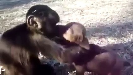 Macaco Fazendo carícias no Cão