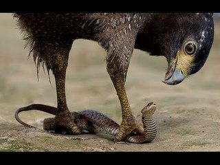 Eagle vs & attacks Cobra, Animal Fight Videos Compilation 2015