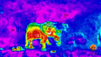 Mom Elephant Kicks Baby Elephant Back to Life