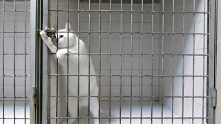 Hidden camera shows cat performing amazing jail break