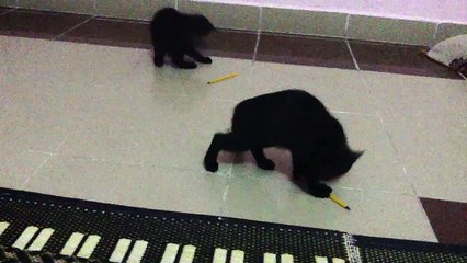 twines cat playing with piano pen at Sialkot