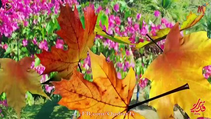 Love Mane Ki Black Money - Pashto Song