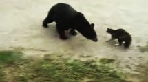 Покажи видео нападение. Медведь против крокодила. Котик напал на медвежонка.