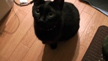 目で何かを訴えてくる黒猫（面白い＆可愛い子猫）The black cat requesting something by an eye