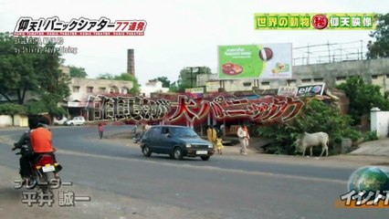 仰天パニックシアター　野生のヒョウを捕獲せよ