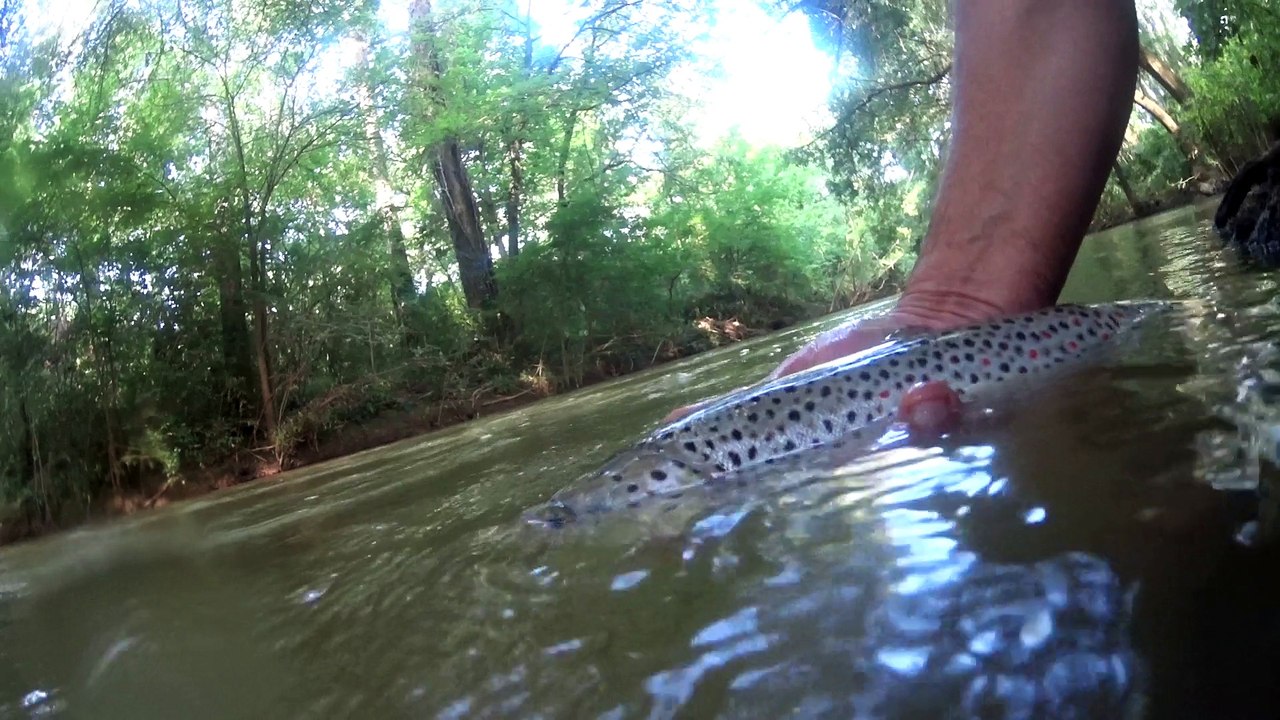 Belle truite fario remise à l'eau (no kill)