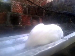 Meu Gato BRAÇINHO  com muito sono.