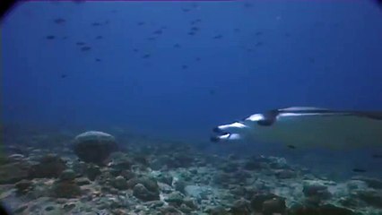 Manta ray, a giant of the ocean