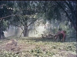 El grito de la muerte (trailer original)/ The cry of death (original trailer)