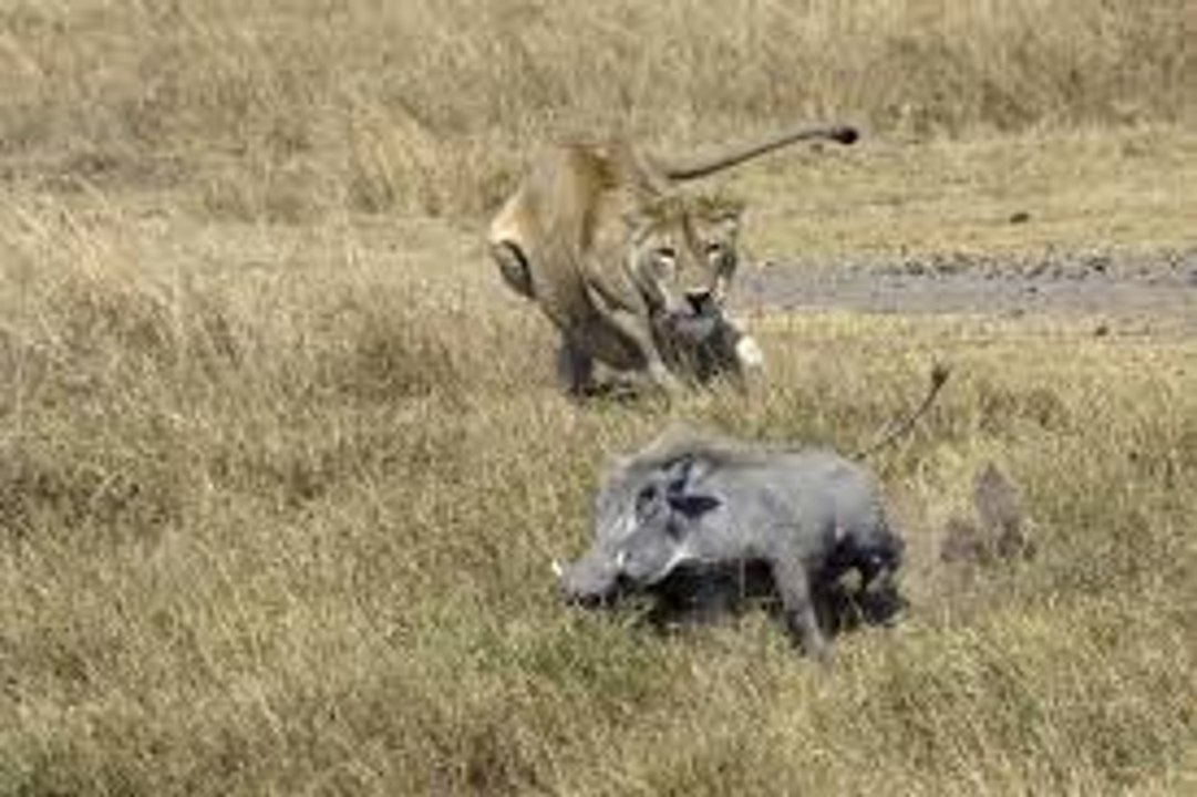 Lion attacking a Warthog